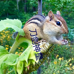 刀劍神皇