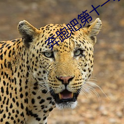 奔跑吧第十一(一)季(季)免费(費)观看最(最)