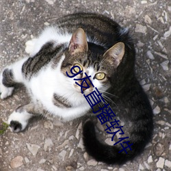 g友(友)直播软件
