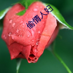 偷情人婦