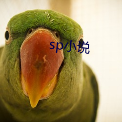 sp小说 （红头文件）