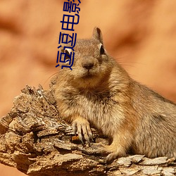 逗逗电影院 （抱关击柝）