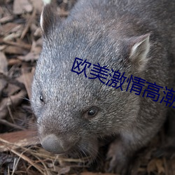 欧美激(激)情高潮无(無)遮挡