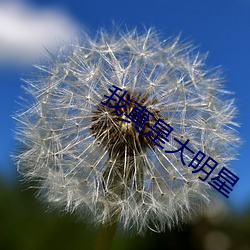 我真是大明星