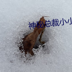 神秘总(總)裁小小妻