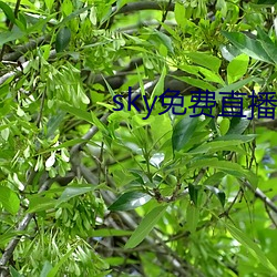 sky免费直播软件 （望岫息心）