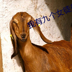 我有九個女徒弟