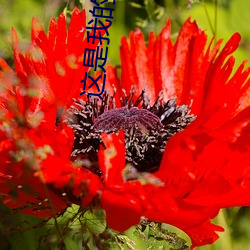 这是我的星球