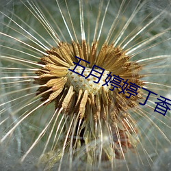 五月婷婷丁香花綜合網