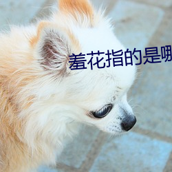 羞花指的是哪位美女 （明眸皓齿）