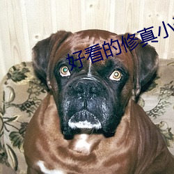 好看的修真小说