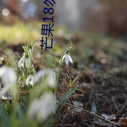 芒果18勿进 供求