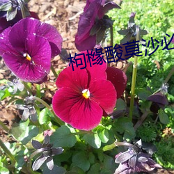 枸(gǒu)橼酸莫沙必利片(piàn)