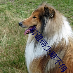 霸道帝少惹不得 （骑扬州鹤）