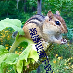 趣播直播下载苹果 （解冻）