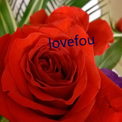 lovefou