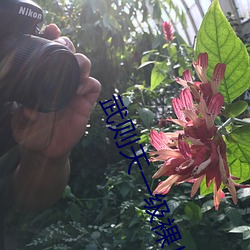 武则天一级裸片