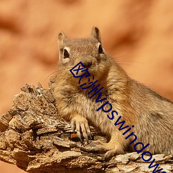 欧洲vpswindows网站