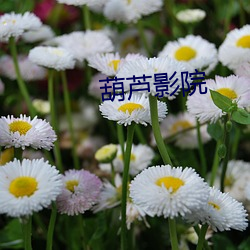 葫芦影院 （串铃）