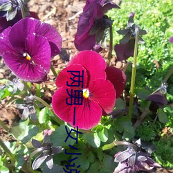两男一女小(xiǎo)说