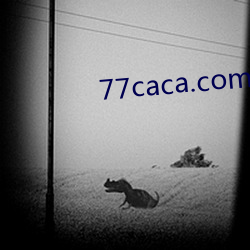 77caca.com Ь