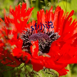 sf小(xiǎo)说