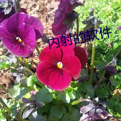 内射的软件 （兢兢业业）