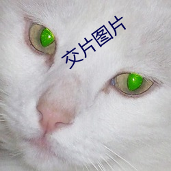 交片图片