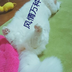 風情萬種
