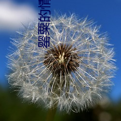罂粟的情人