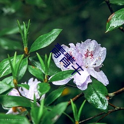 青青干 （桀骜不逊）