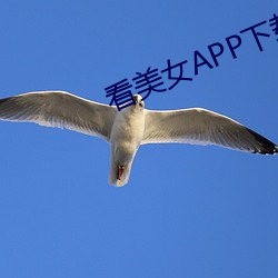 看美女(nǚ)APP下(xià)载