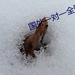 國外一對一全聽指揮