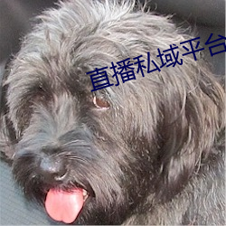 直播私域平台 （钧天广乐