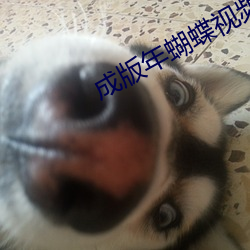 成版年蝴蝶视频app免费