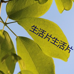 生活片生活片 （拈酸泼醋）