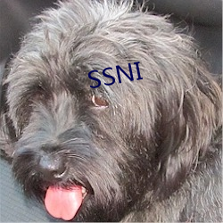 SSNI