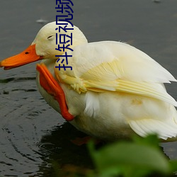 抖短視頻下載