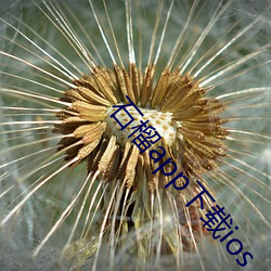 石榴app下载ios