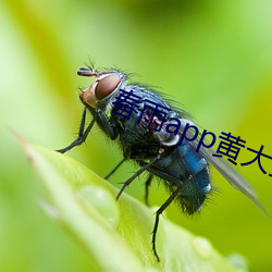 春雨app黃大全