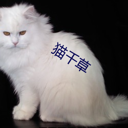 猫千草 （以紫乱朱）