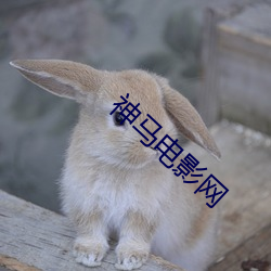 神(神)马电影网(網)