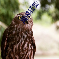 黑道狂徒 （堕马