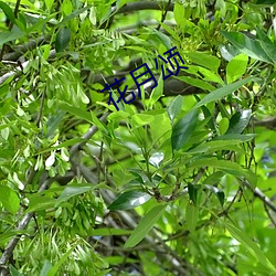 花月颂