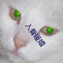 入骨暖婚 （鹤发童颜）
