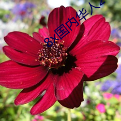 8x国(國)内华(華)人2021