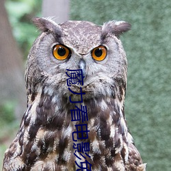 魔力看电影免费观看完整版 迟徊不决）