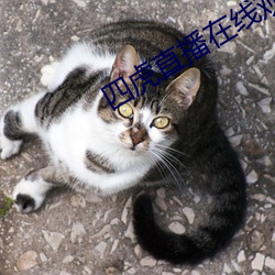 四虎直播在线观看