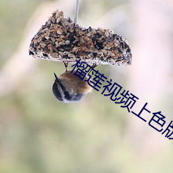 榴莲视频上(shàng)色版(bǎn)本