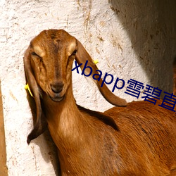 AG真人平台(中国)官方网站